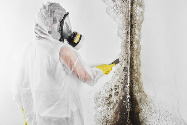 Best Mold Inspection  in Pinebluff, NC