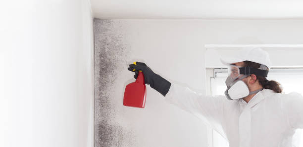 Best Certified Mold Removal  in Pinebluff, NC